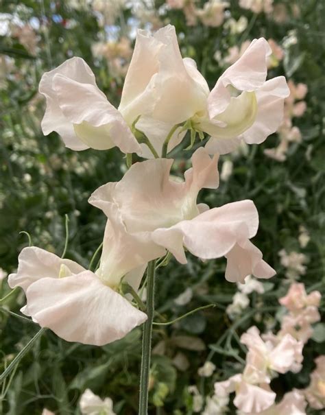 Castlewellan Roger Parsons Sweet Peas