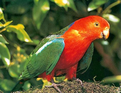 Australian Parrot ~ Stunning nature