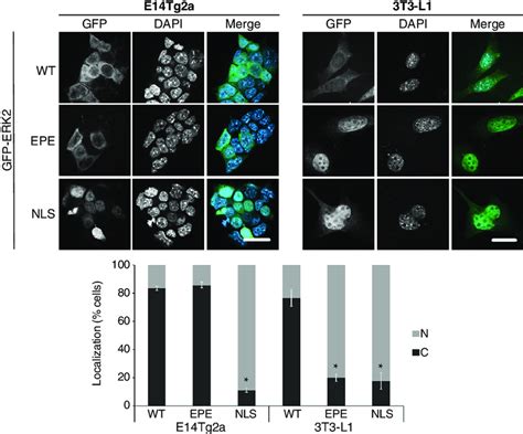 Lack Of WT And ERK2 EPE Accumulation In The Nuclei Of E14Tg2a Cells