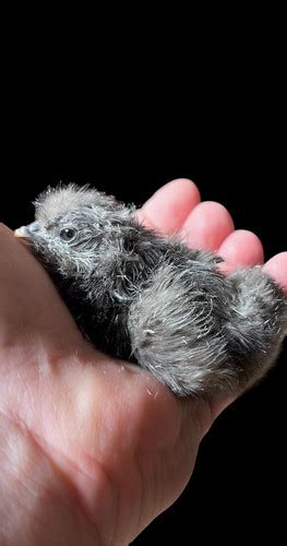 9 Silkie Hatching Eggs Buff Lavender Partridge White And Paint