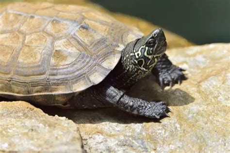 Reeves Turtle Care Guide - What To Do, What Not?