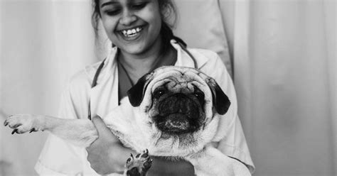 Pug Owner Shares Her Experience with Soft-Palate Resection Laser Surgery