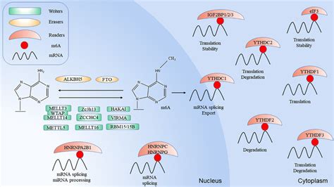 The M A Modification The M A Modification Is Dynamically Regulated By