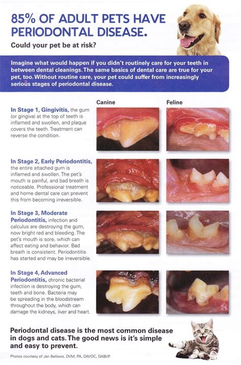 Why Are My Dogs Gums Bleeding