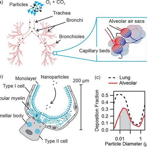 Distribution Of Tight Junction Proteins In A549 And Nci H441 A549 And