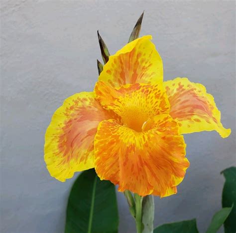 Canna Lily King Humbert Yellow Orange Plant Rhizome Bare Root Live