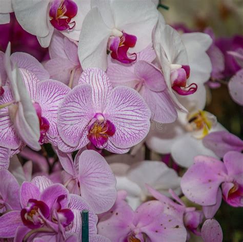 Orchids in a Botanical Garden Stock Photo - Image of concept, color ...