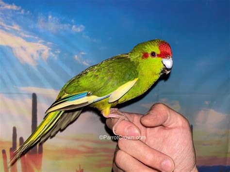 Green Pied Kakariki for sale - ParrotCrown.com