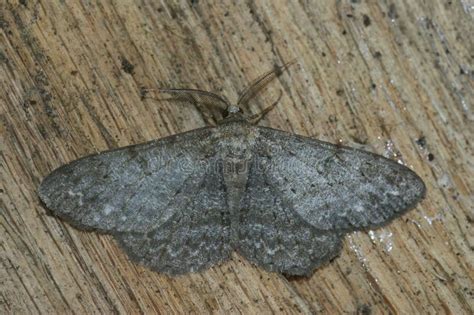 Closeup On A Hypomecis Punctinalis The Pale Oak Beauty Geometer Moth