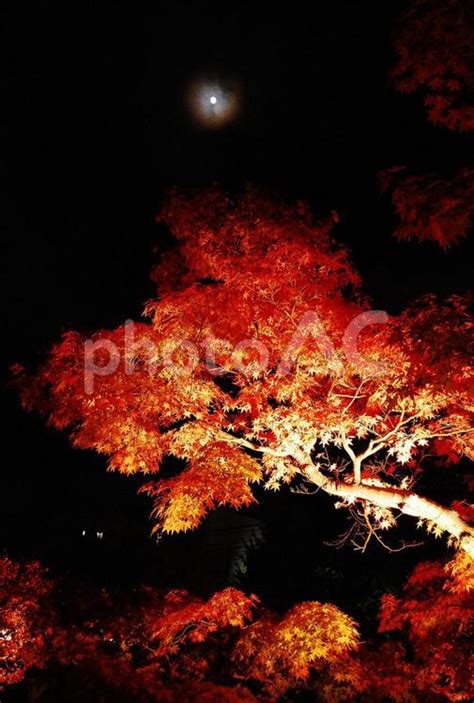 満月と紅葉 秋の夜 イロハモミジ No 442723｜写真素材なら「写真ac」無料（フリー）ダウンロードok