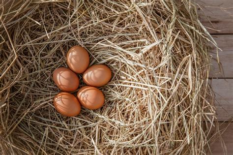 Ovos De Galinha Em Um Ninho De Galinha Na Palha De Arroz Foto Premium