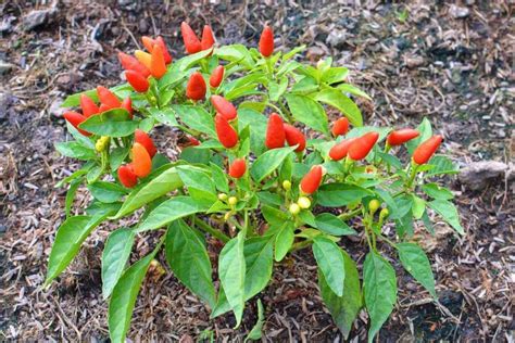 23 Chilli Plant Growing Stages FarajFeiting