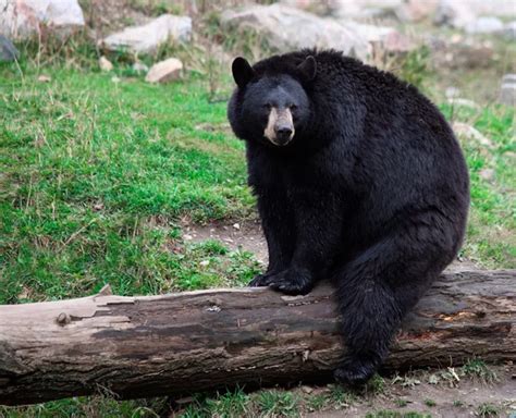 American Black Bear Sitting — Stock Photo © cybernesco #1973745