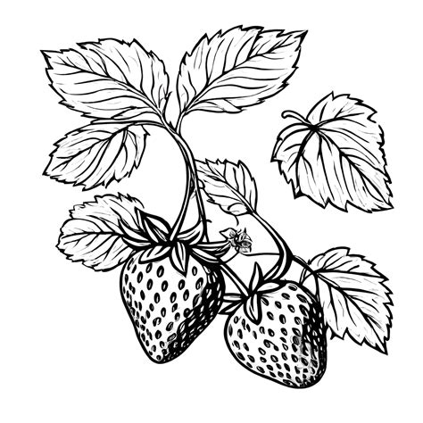 Erdbeere - Schwarz und Weiß Kostenloses Stock Bild - Public Domain Pictures