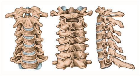 cervical-structure | Joseph Spine Institute