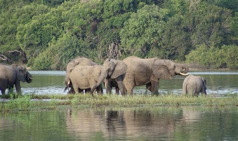 6 Days Selous And Mikumi Safari