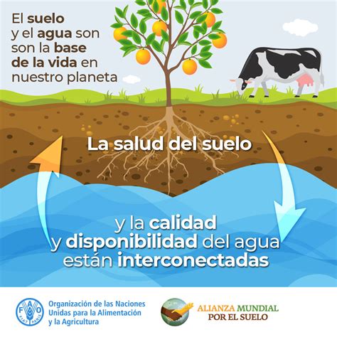 Suelo Y Agua Los Pilares De La Alimentaci N D A Mundial Del Suelo