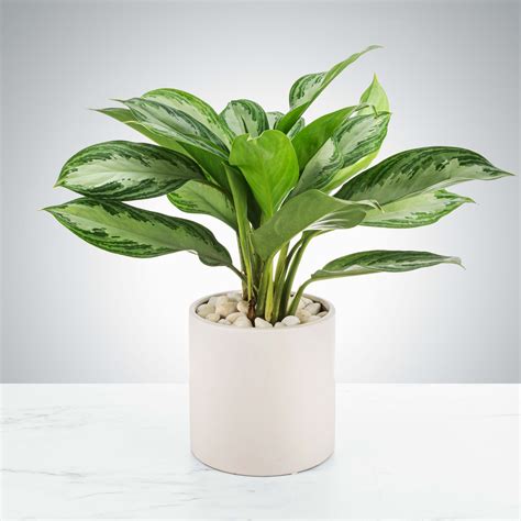 Chinese Evergreen Plant in La Porte, IN | Thode Floral