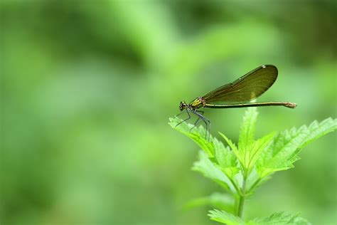 Nettle Photos, Download The BEST Free Nettle Stock Photos & HD Images