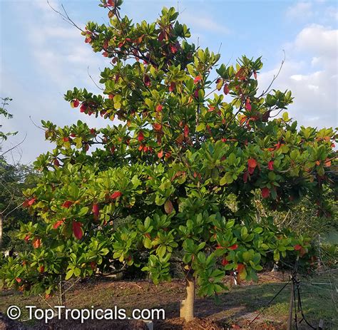 Terminalia catappa (Common names: Tropical Almond, Badamier, Java ...