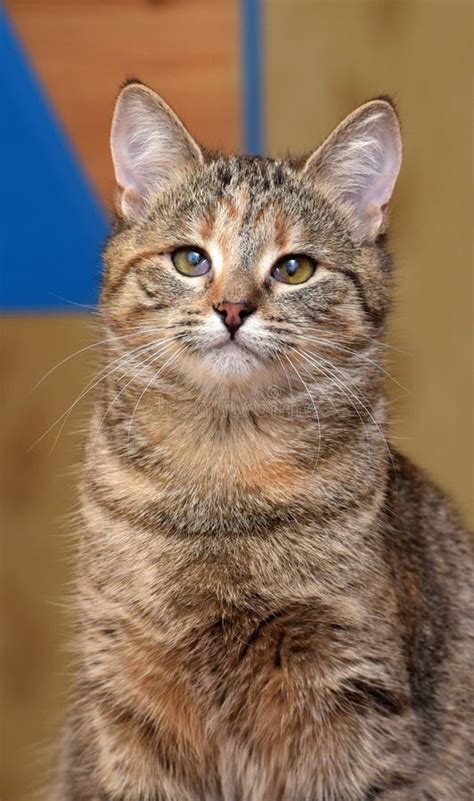 Gato De Gato Malhado De Shorthair Do Europeu Foto De Stock Imagem De