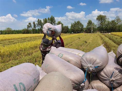 Vietnams Rice Exports Set New Record But Miss Target The Saigon