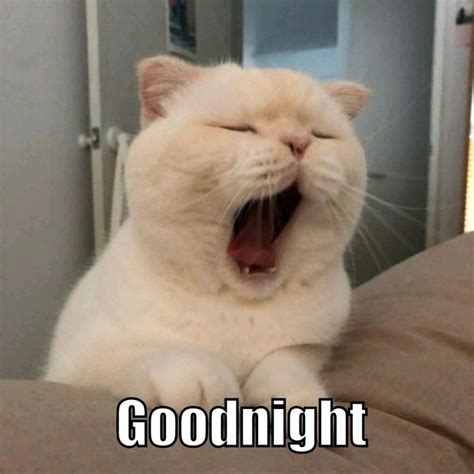 Cute Cat Saying Goodnight