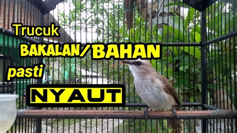 Pancingan Trucukan Malas Bunyi Pasti Nyaut Jika Dengar Suara Trucuk