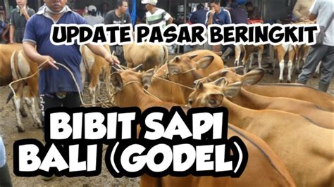 MUSIM BERBURU GODEL BIBIT SAPI BALI DI PASAR BERINGKIT CEK HARGA