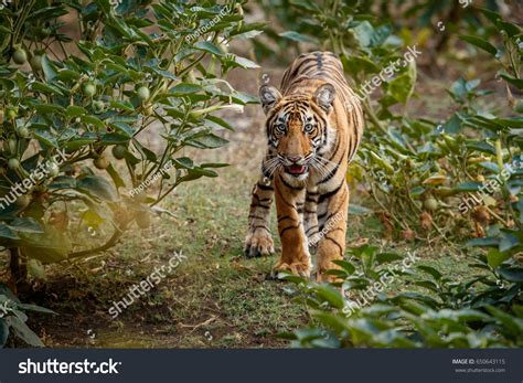 Tiger Cub Nature Habitat Tiger Cub Stock Photo 650643115 | Shutterstock