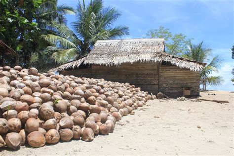 Kala Kelapa Pala Cengkih Meredup Tergusur Tambang Dan Sawit Beritamusi