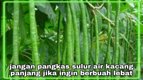 Tanaman Kacang Panjang Tanpa Pangkas Sulur Air Cara Pangkas Sulur Air