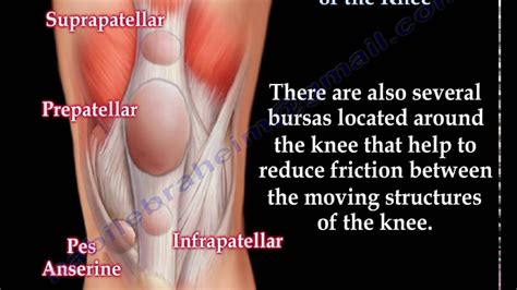 Anatomy And Structures Of The Knee Knee Pain Everything You Need To Know Dr Nabil Ebraheim