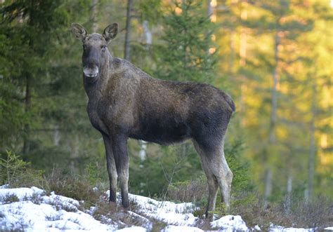 Nio områden blir två Svensk Jakt