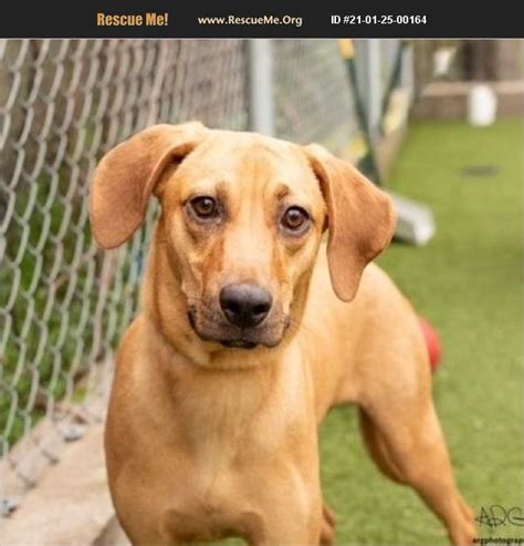 Adopt 21012500164 ~ Redbone Coonhound Rescue ~ Houston Tx