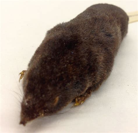 Southern Short Tailed Shrew