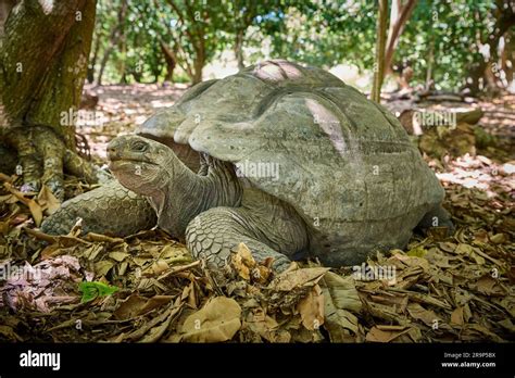 Seychelles Giant Tortoise Aldabra Giant Tortoise Aldabrachelys