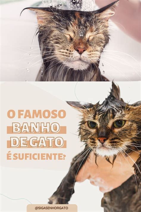 Banho em gato é necessário Cats Animals Movie posters