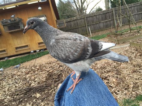 Recessive Opal Racing Pigeon Collection Racing Pigeons Pigeon