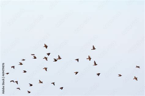 Flock of starlings Stock Photo | Adobe Stock