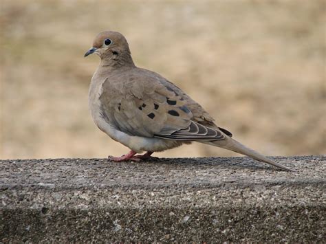 Flintland Mourning Doves