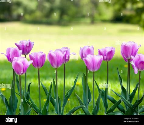 Bed with tulips Stock Photo - Alamy