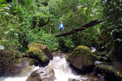 Trekking Casa De Los Colibr S Valle Del Cocora Y La Cascada Cocoratours