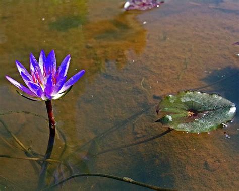 Minha Vida Nesta Vida Da Lama Que Somos N S Nasce A Flor De L Tus