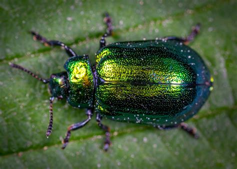 macro photography  jewel beetle  green leaf  stock photo