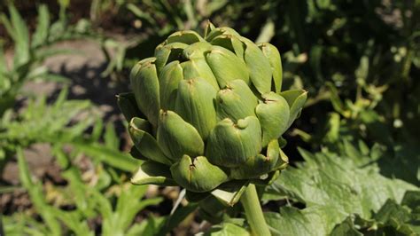 14 Artichoke Varieties You Might Not Be Familiar With