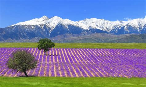 Plateau De Valensole D Couvrir Les Champs De Lavandes Perte De Vue