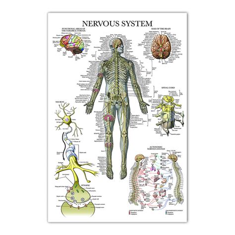 Anatomy Chart - Nervous System