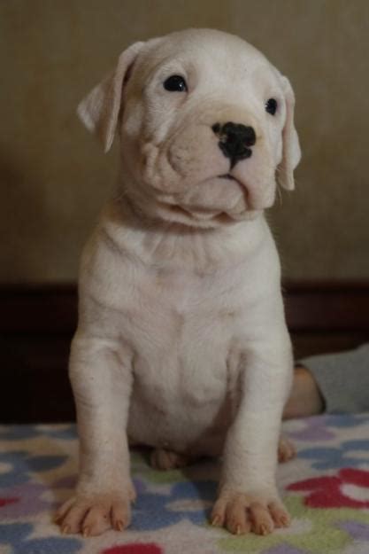 Dogo Argentino Puppy Best Pictures | Puppy Photos Collection