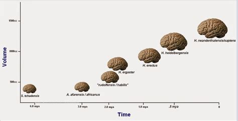 Blog De Sociales Eso El Proceso De Hominizaci N